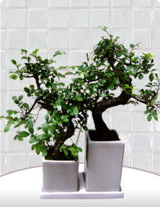 �kili Bonsai Sageratia